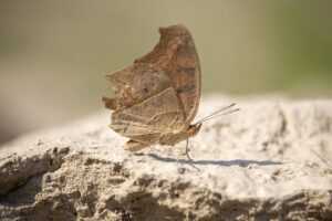 the domain name in the video is www.flamingflamingos.eu, what is the top level domain in this name?