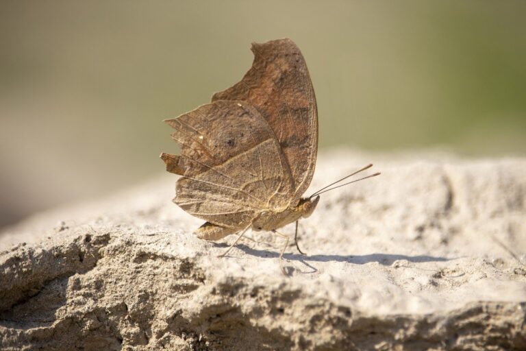 the domain name in the video is www.flamingflamingos.eu, what is the top level domain in this name?