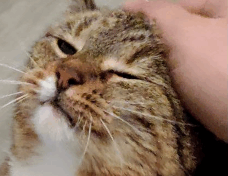 sisterhood history ewmhisto