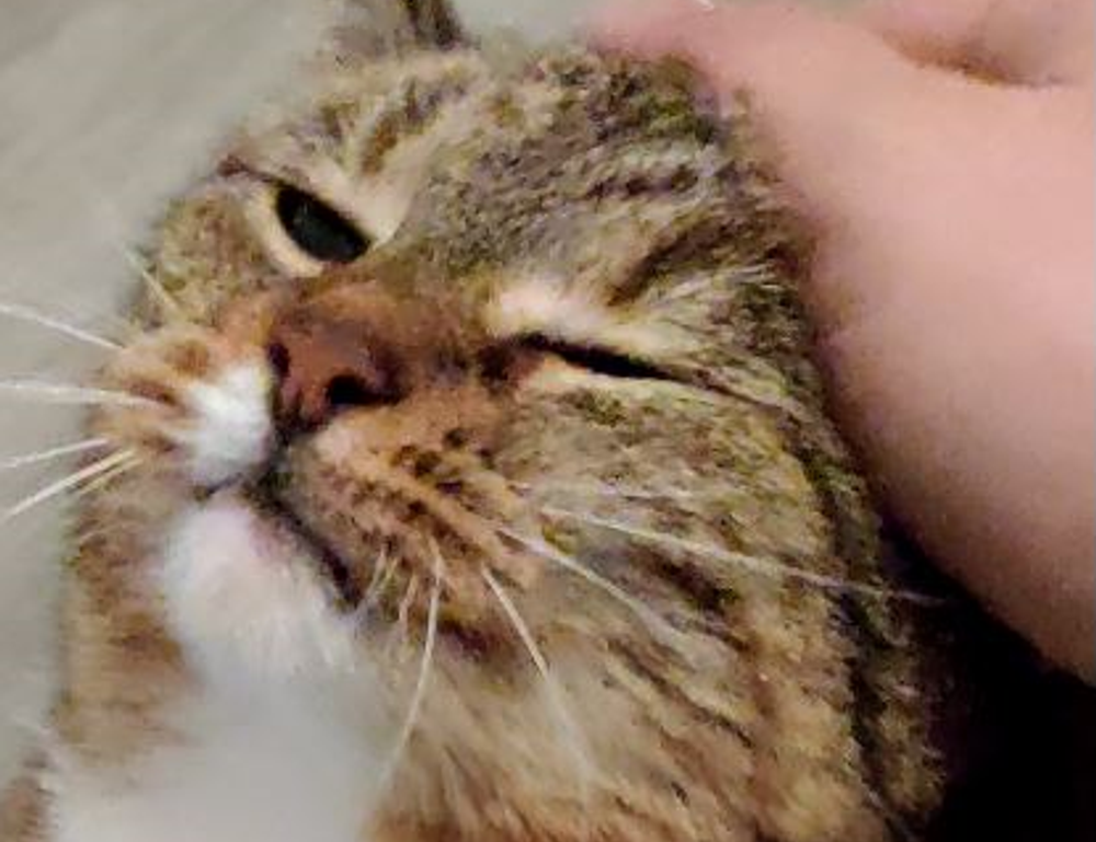 sisterhood history ewmhisto