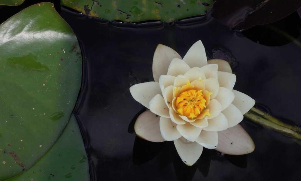 what makes a powerful woman ewmhisto