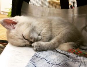 womanhood history ewmhisto