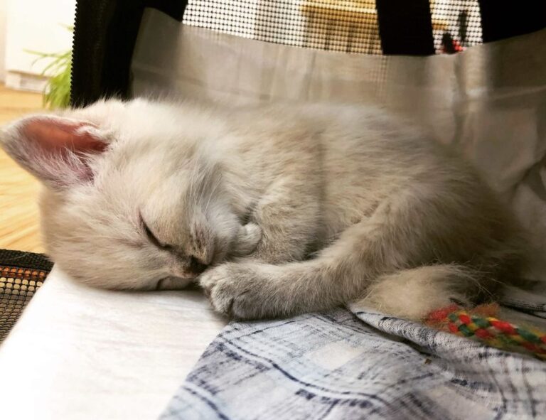 womanhood history ewmhisto