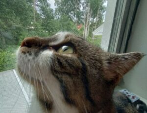 llusyep python fix code