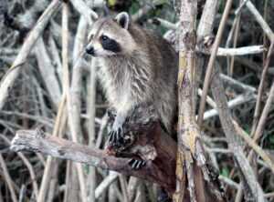 portal zacarias mangrove 937